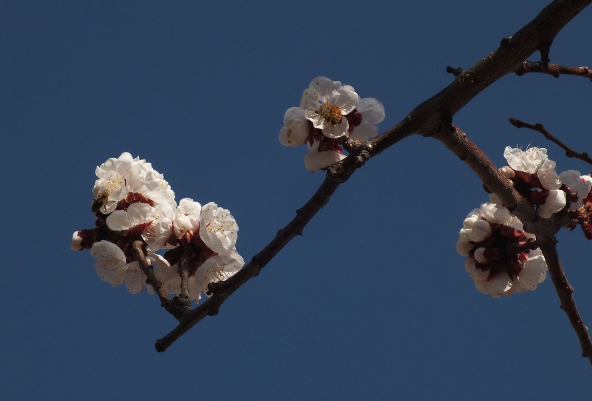 杏花初绽