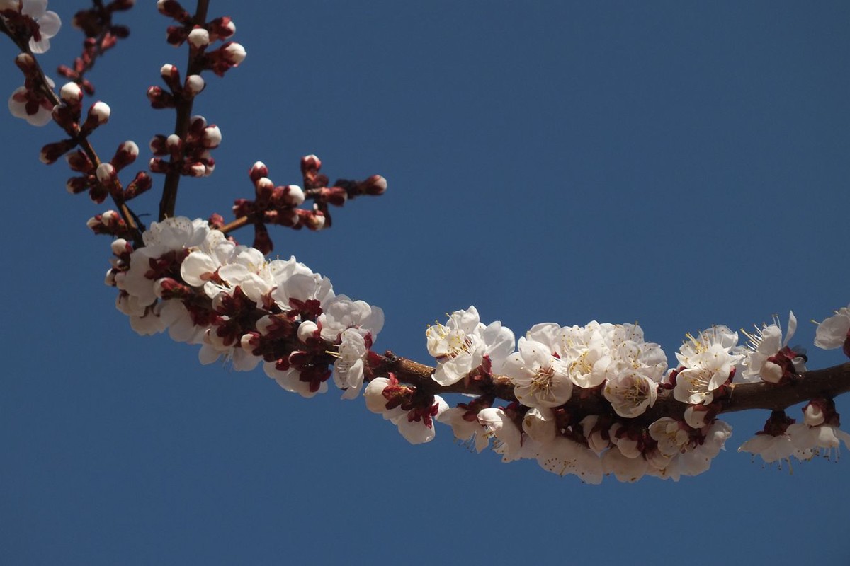 杏花初绽