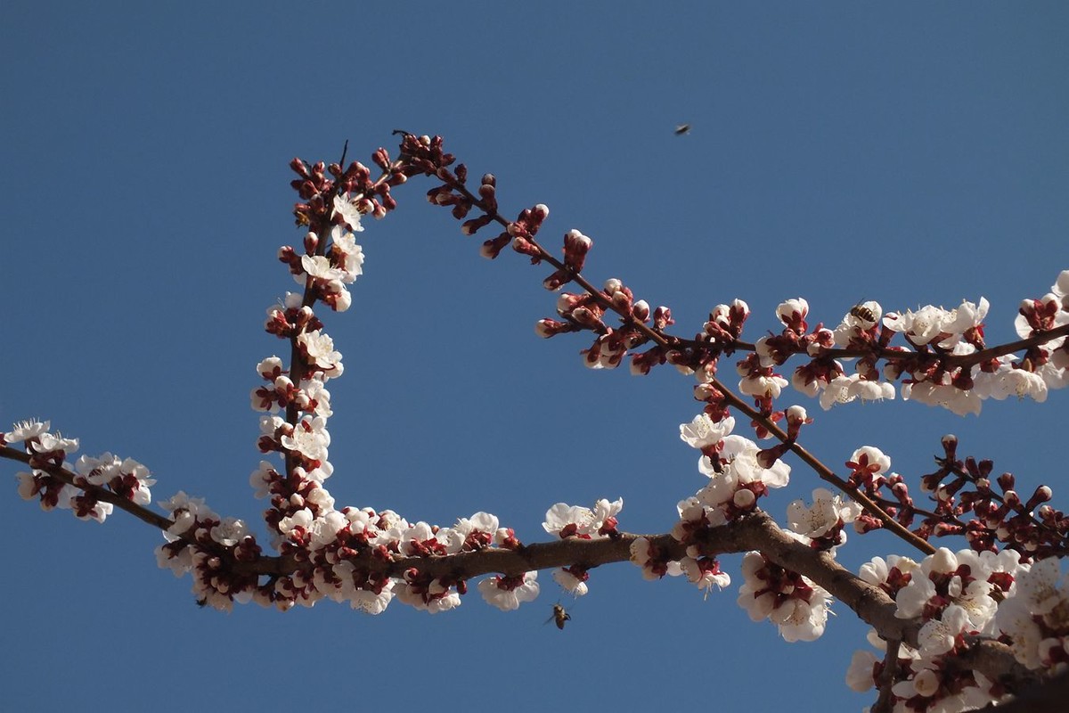 杏花初绽