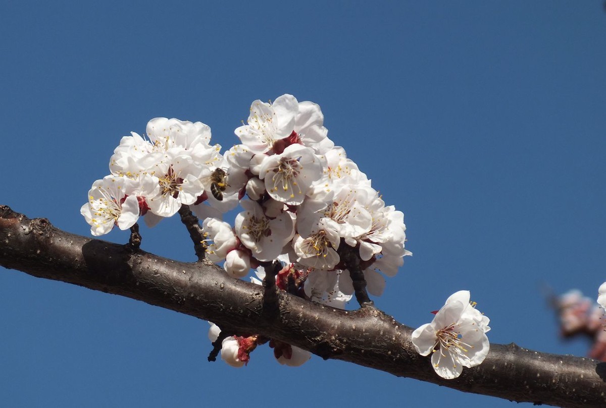 杏花初绽