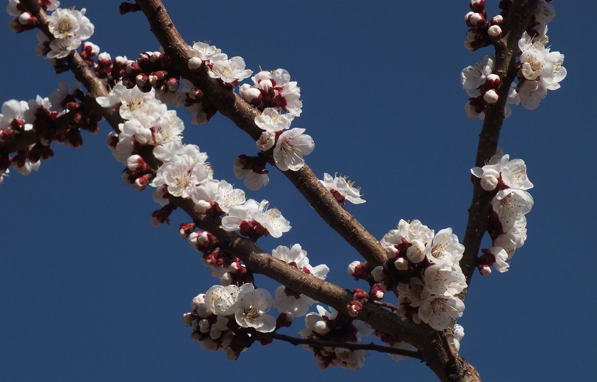 杏花初绽