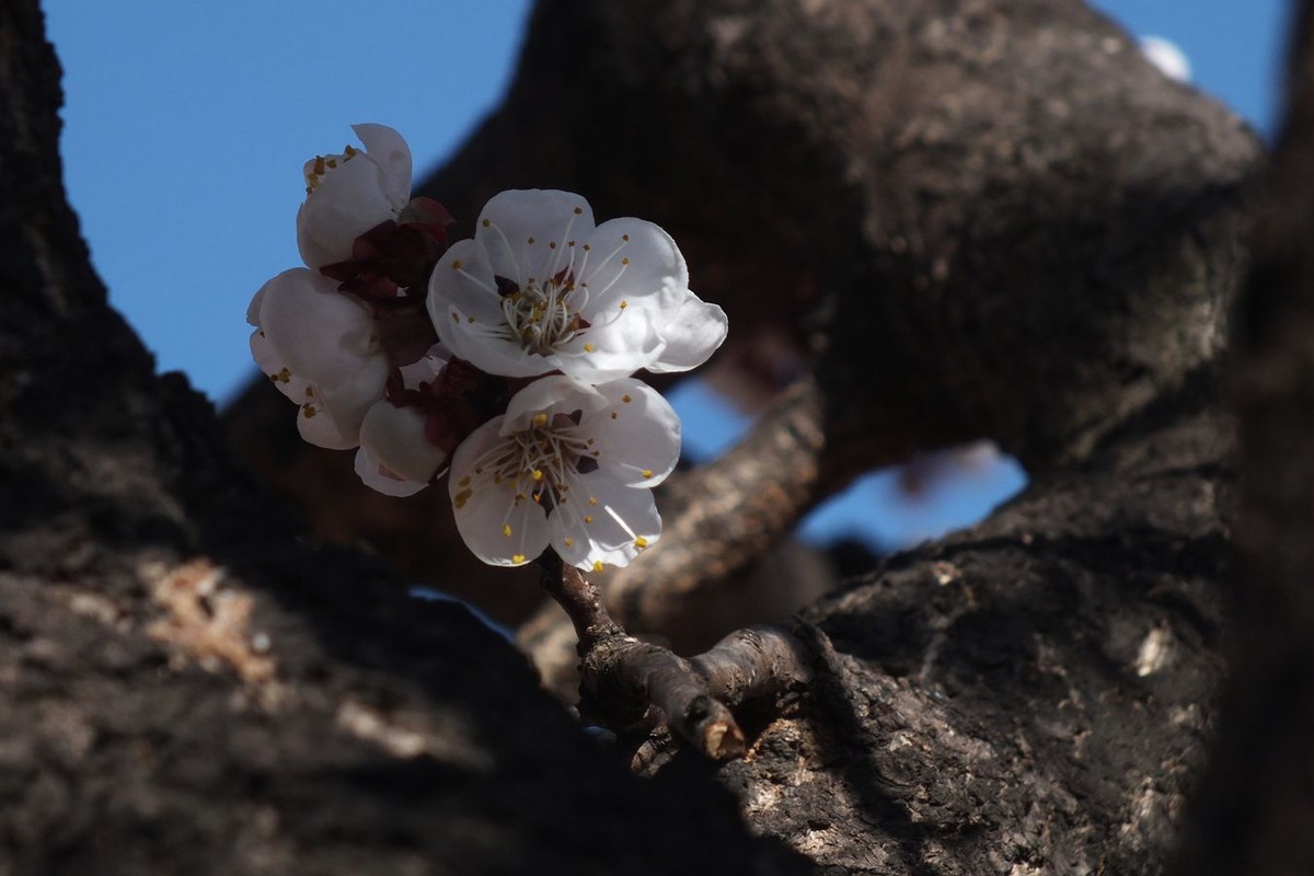杏花初绽