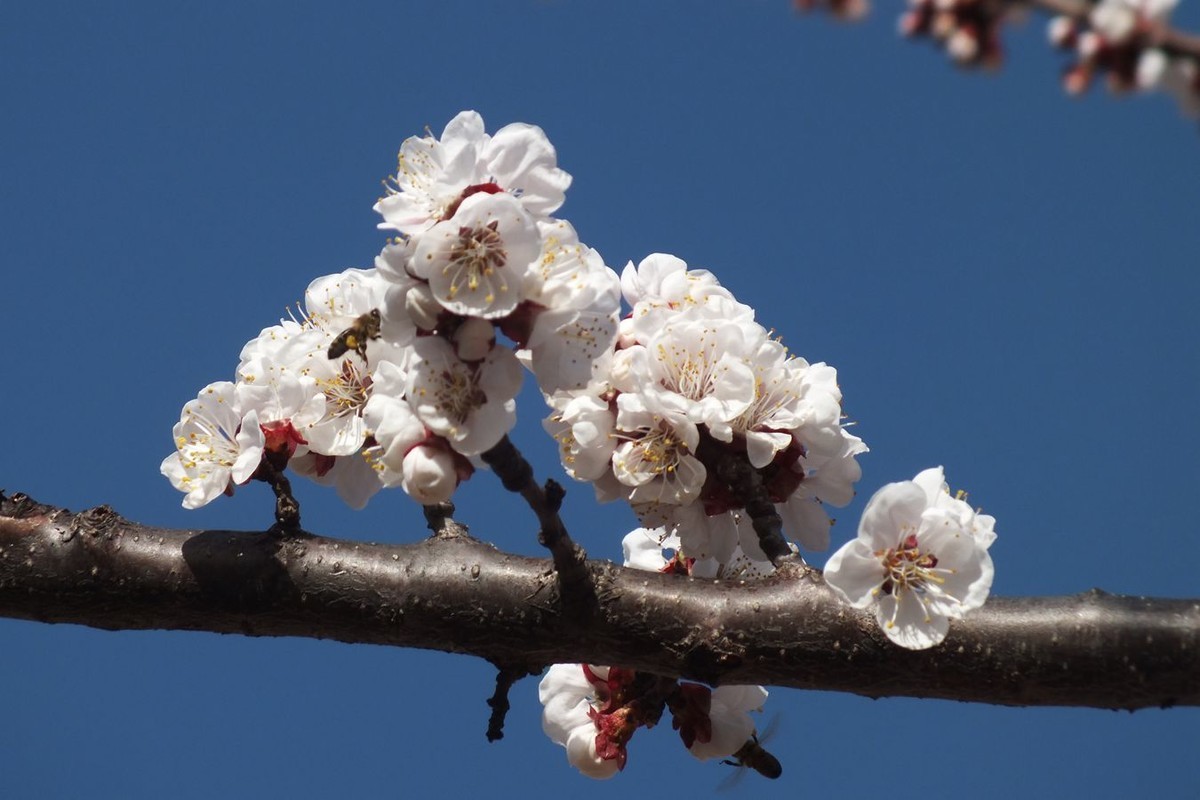杏花初绽