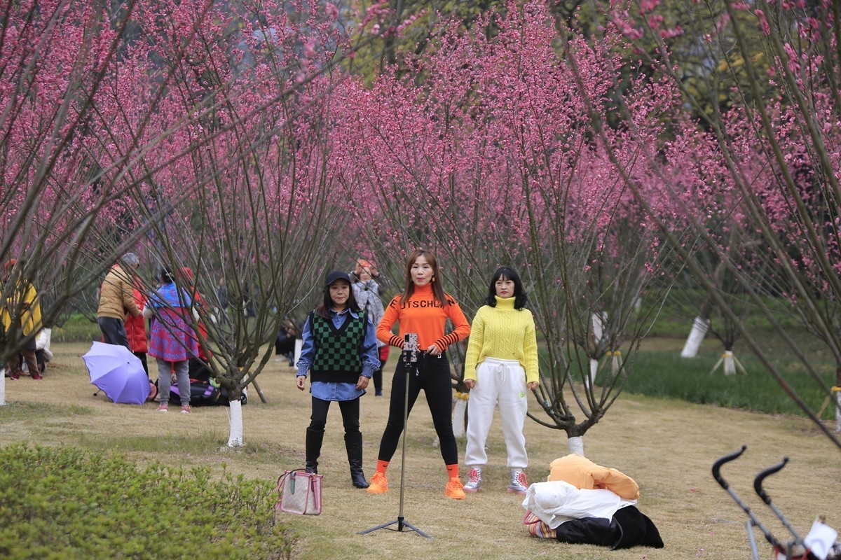 重庆渣滓洞观赏红梅纪实