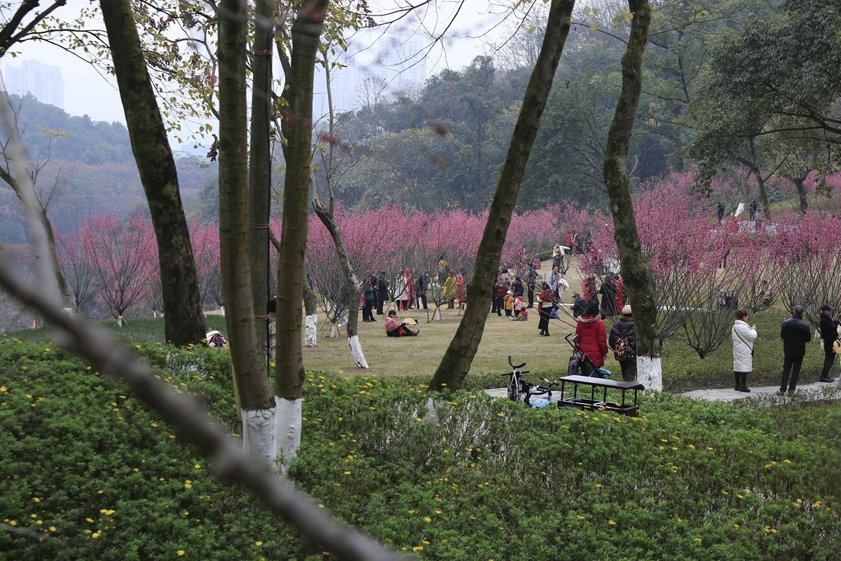 重庆渣滓洞观赏红梅纪实