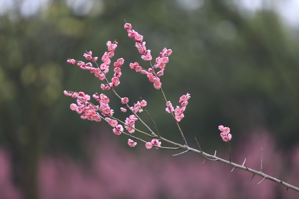 重庆渣滓洞观赏红梅纪实