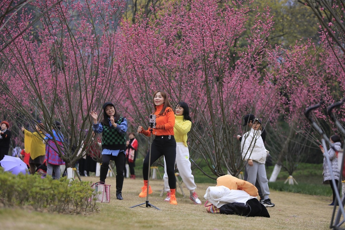 重庆渣滓洞观赏红梅纪实