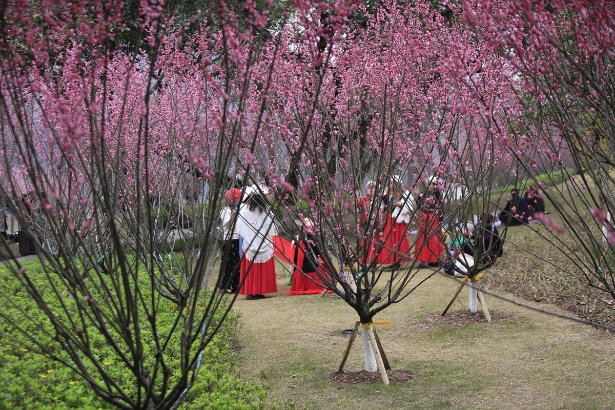 重庆渣滓洞观赏红梅纪实