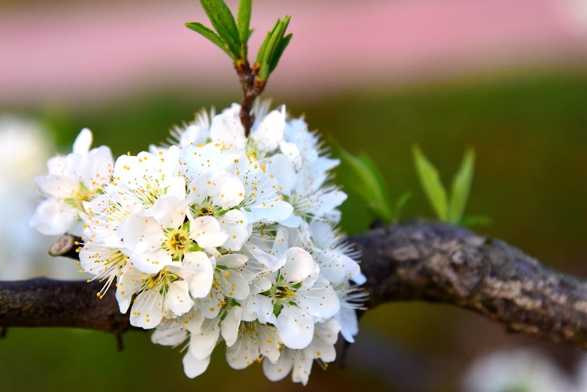 李子花的触感图片