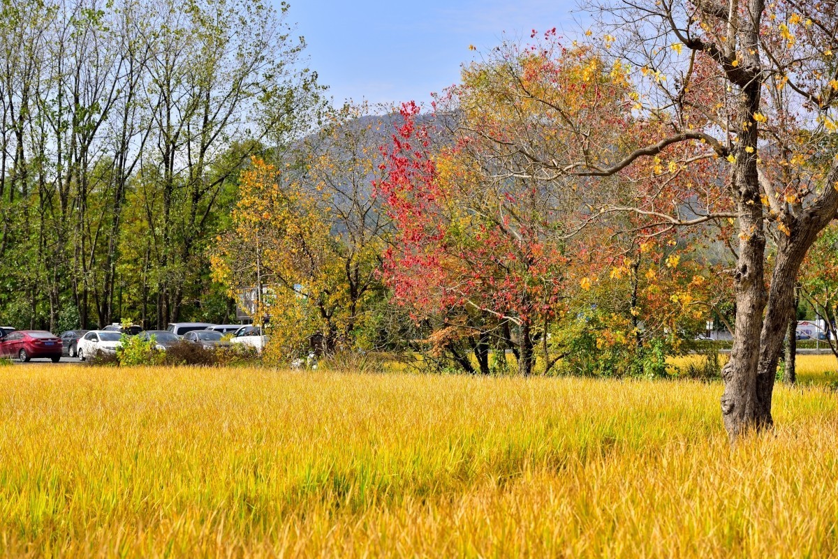 秋染塔川（一）