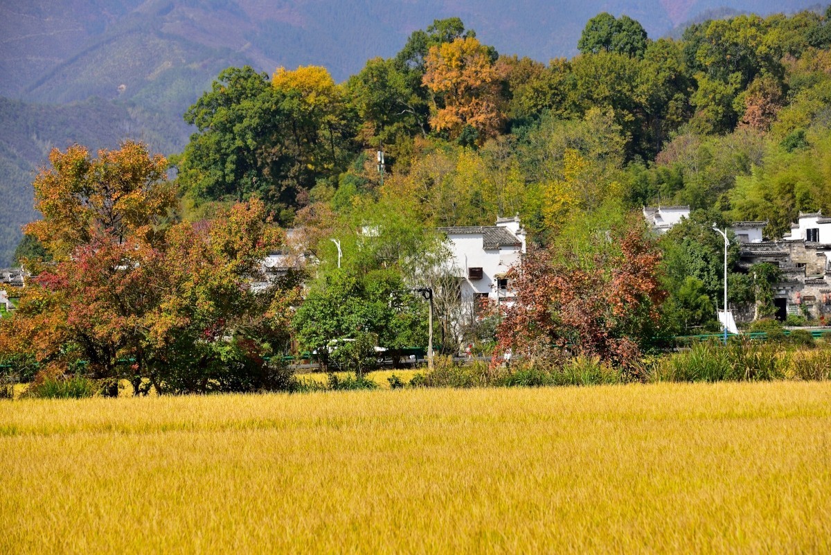 秋染塔川（一）