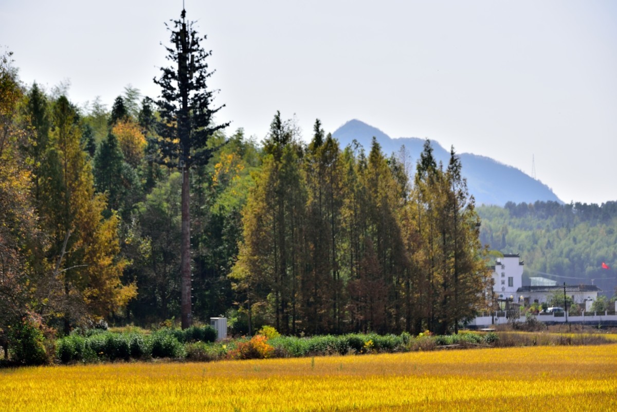 秋染塔川（一）