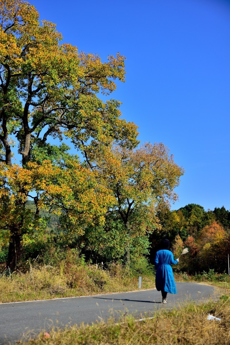 秋染塔川（二）