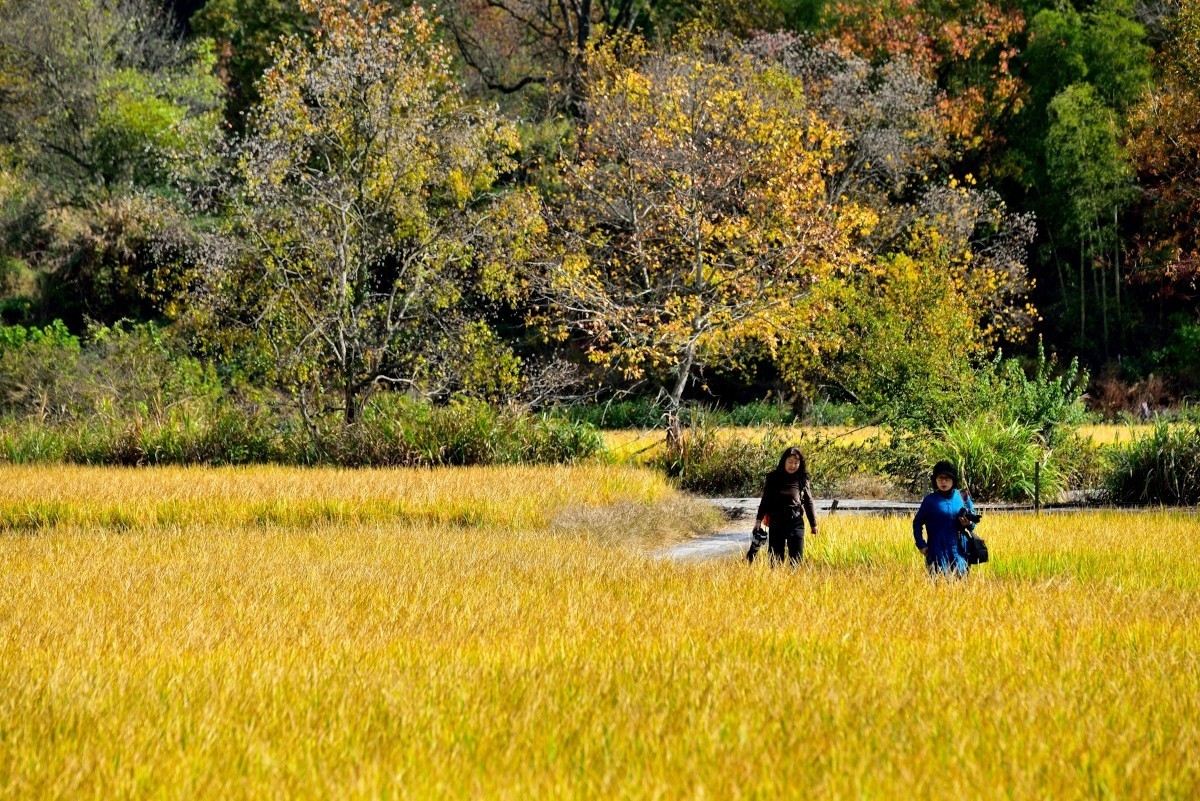 秋染塔川（二）