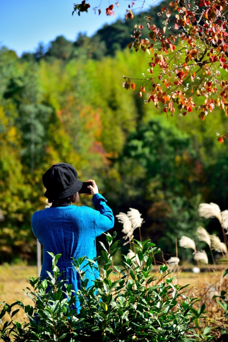 秋染塔川（二）