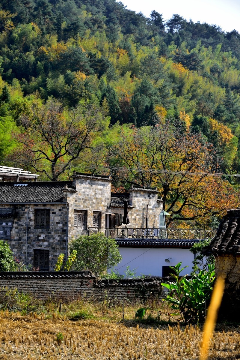 秋染塔川（二）