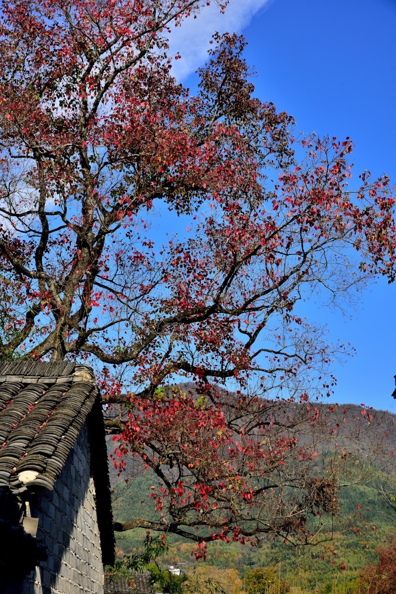 秋染塔川（二）