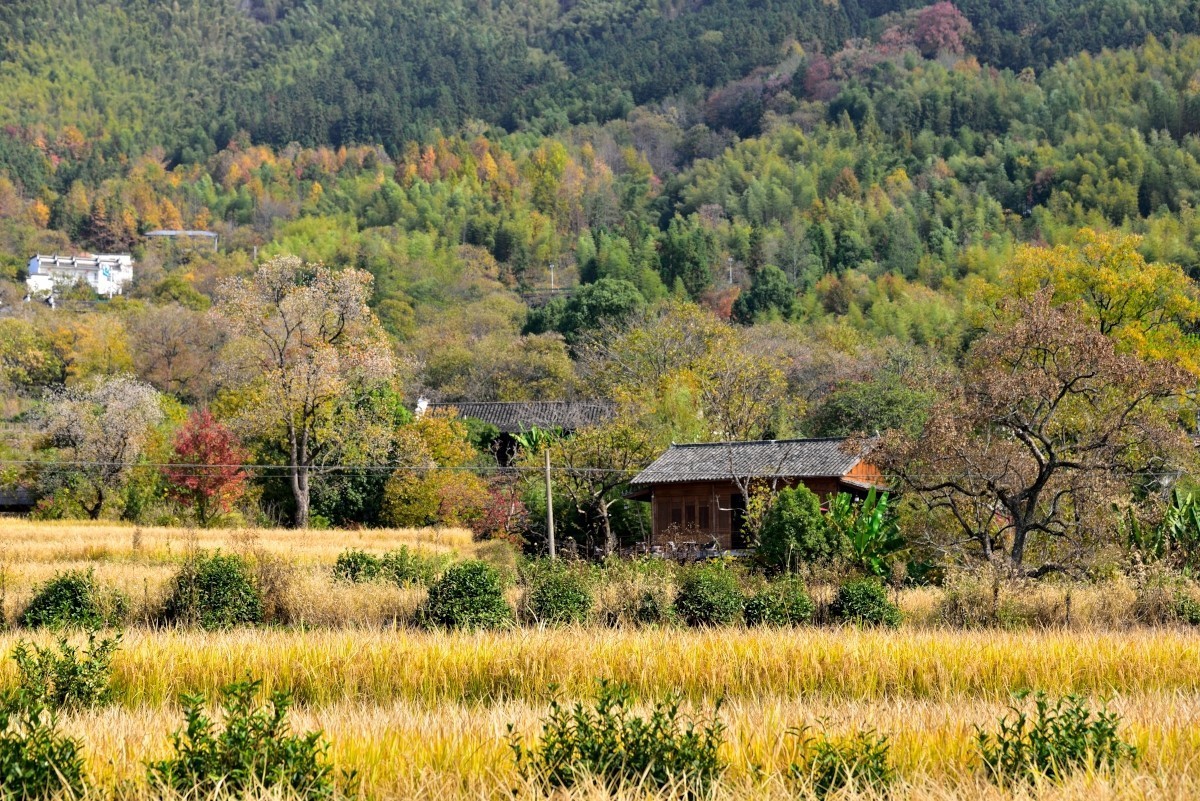 秋染塔川（三）