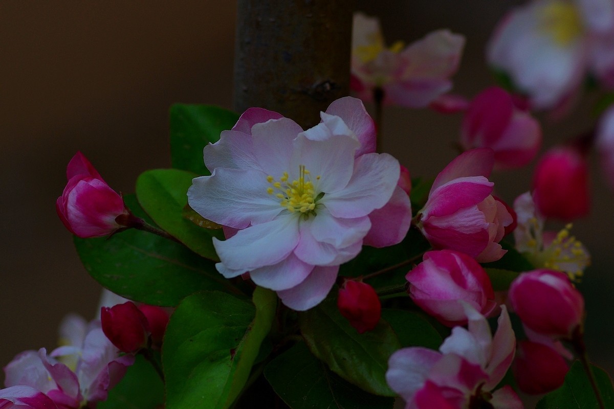 娇艳欲滴的西府海棠