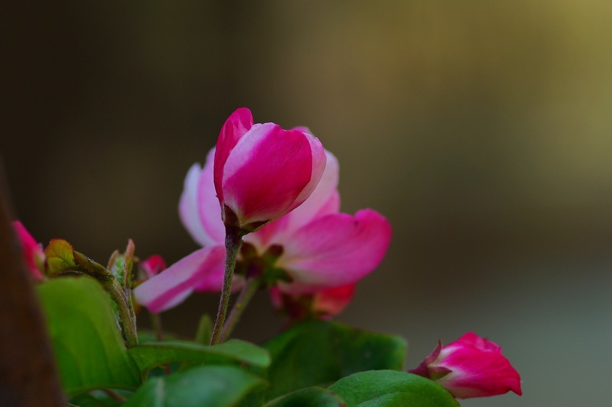 娇艳欲滴的西府海棠
