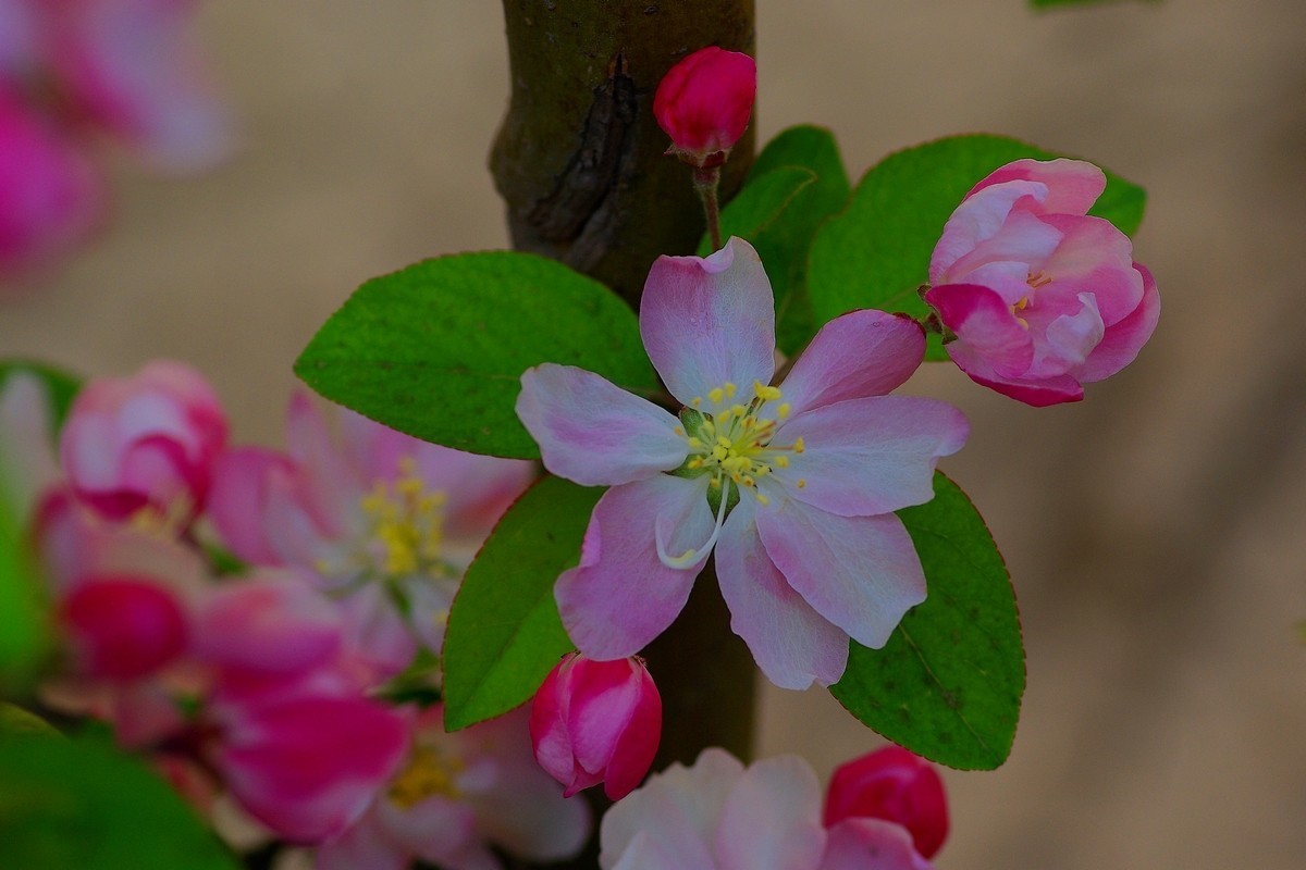 娇艳欲滴的西府海棠