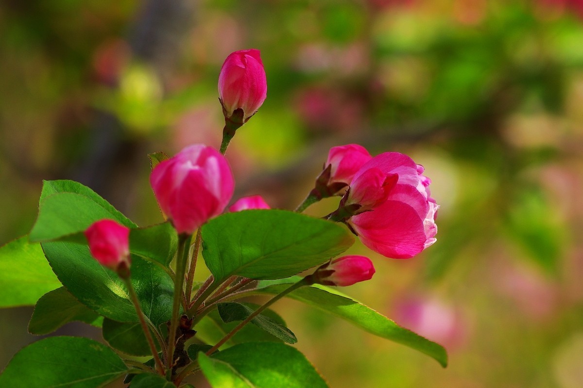 娇艳欲滴的西府海棠