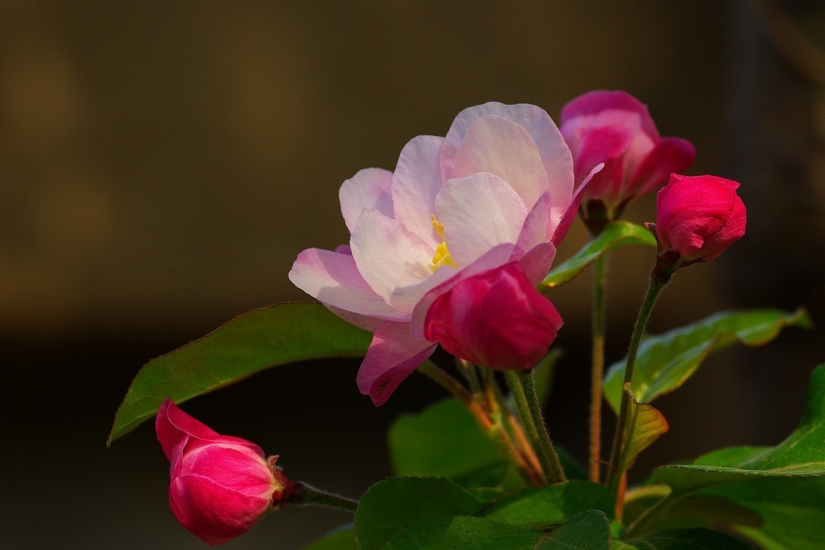 娇艳欲滴的西府海棠