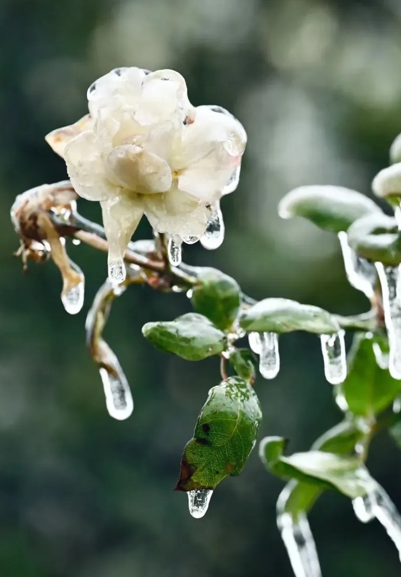 冻雨冰挂-中关村在线摄影论坛