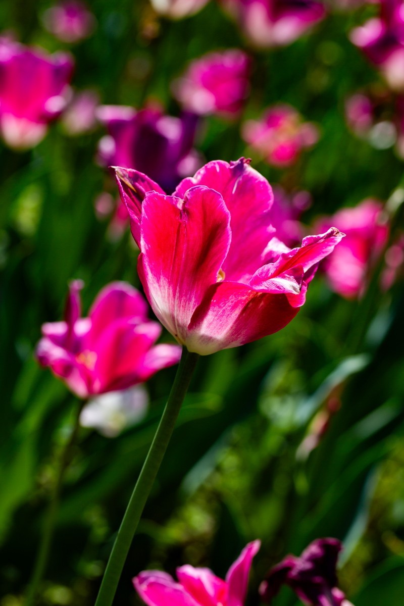 植物园拍郁金香33