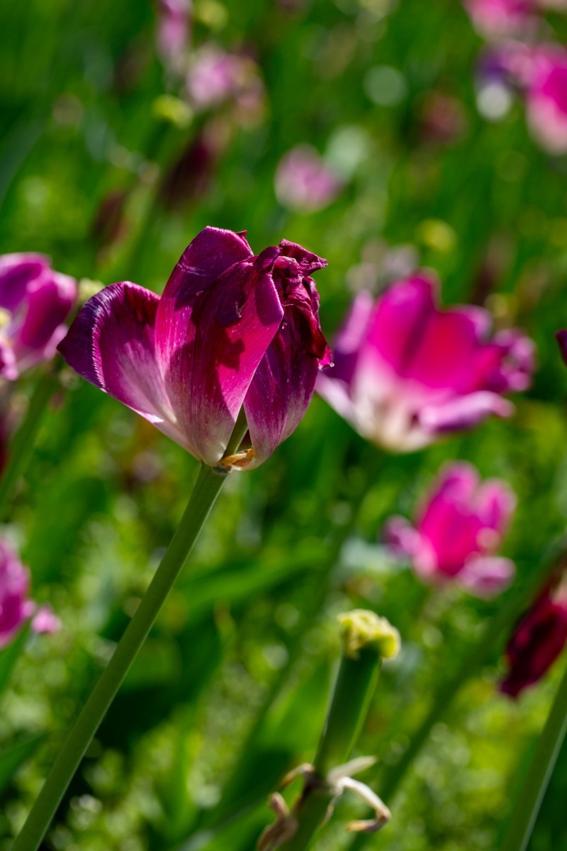 植物园拍郁金香33