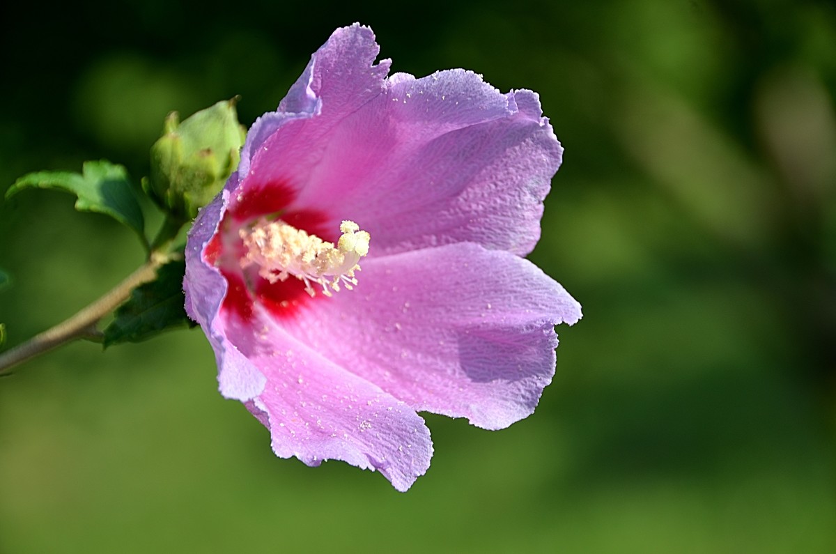 2024木槿花（14）