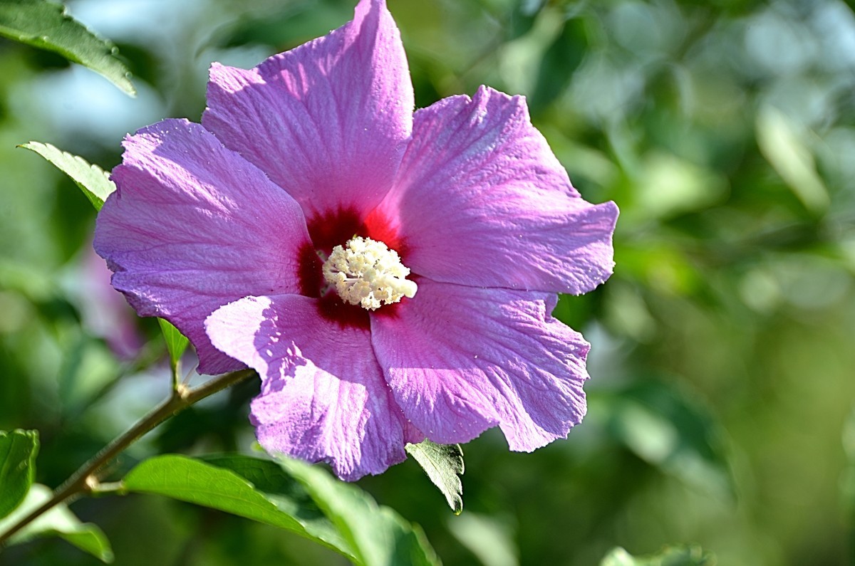 2024木槿花（14）