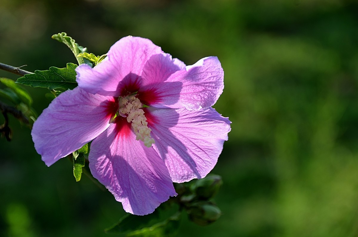 2024木槿花（14）