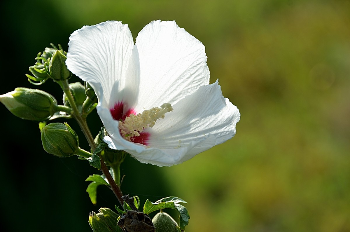 2024木槿花（14）