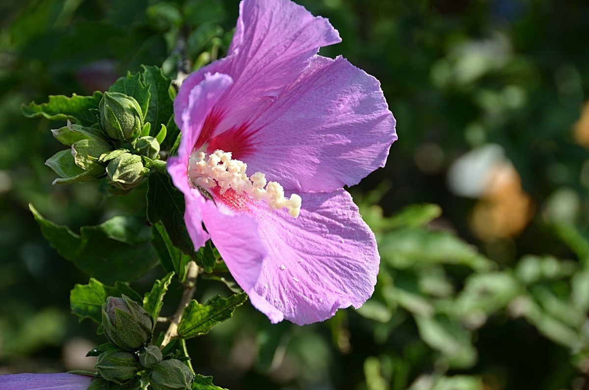 2024木槿花（14）