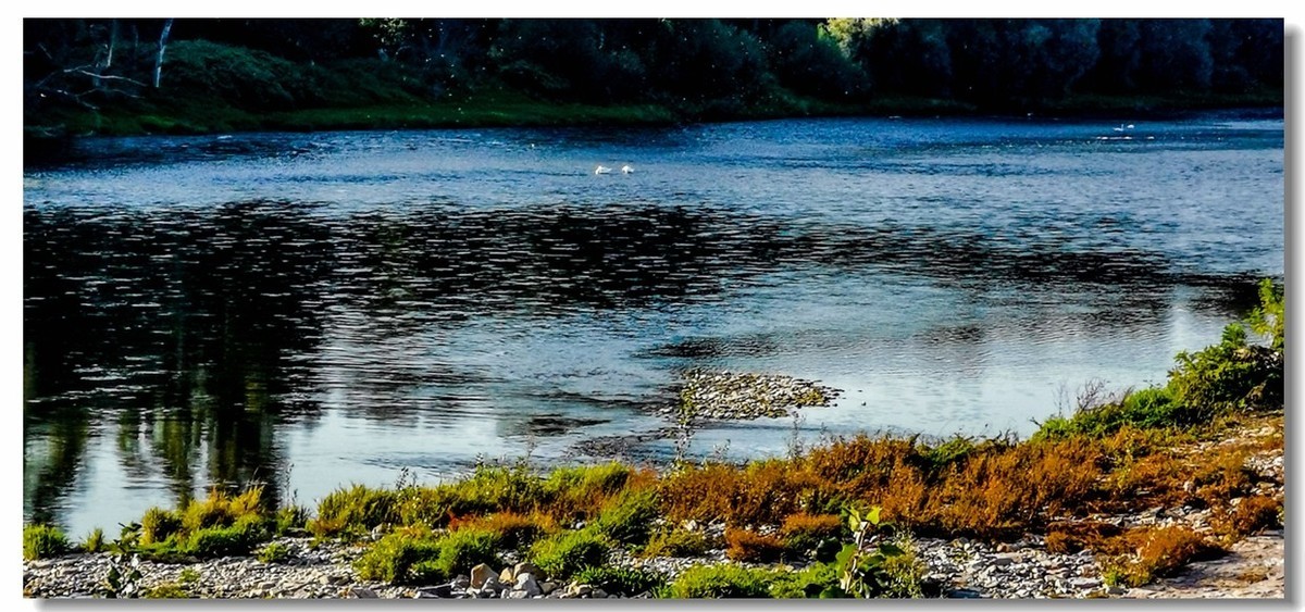 莱茵秋水（德-法）