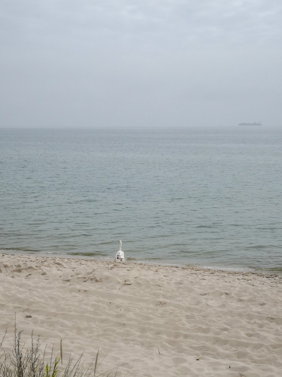 海滩留影——波兰之“希尔半岛”