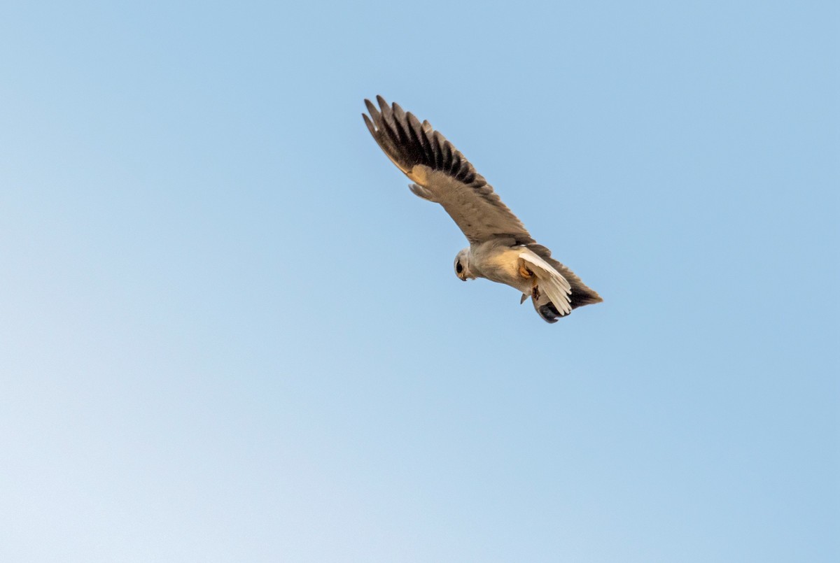 寻找猎物的黑翅鸢（三）