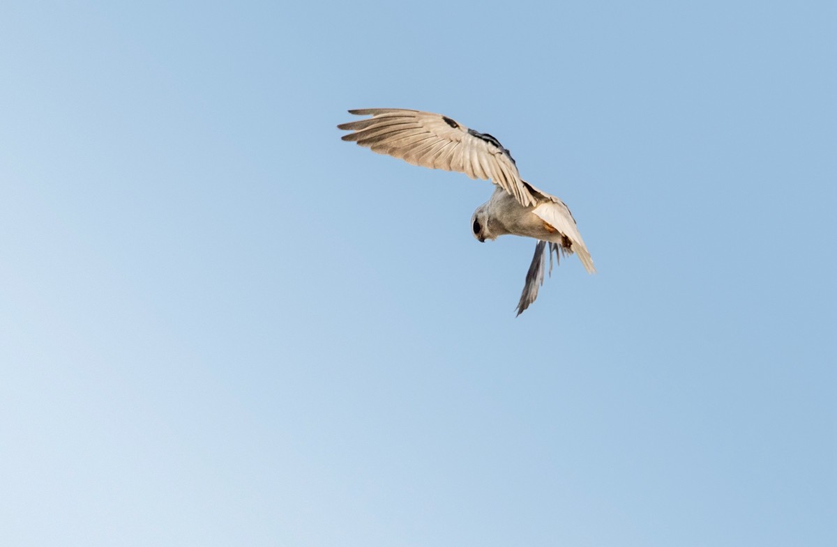 寻找猎物的黑翅鸢（三）