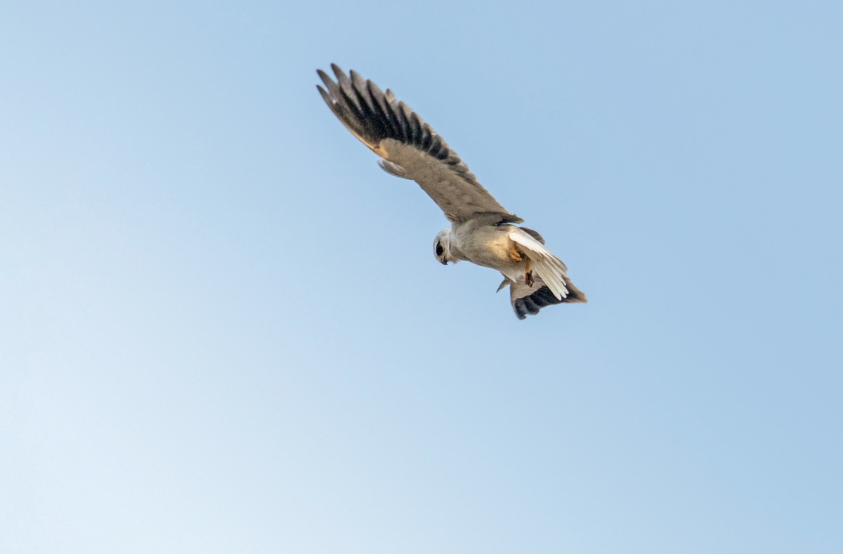 寻找猎物的黑翅鸢（三）