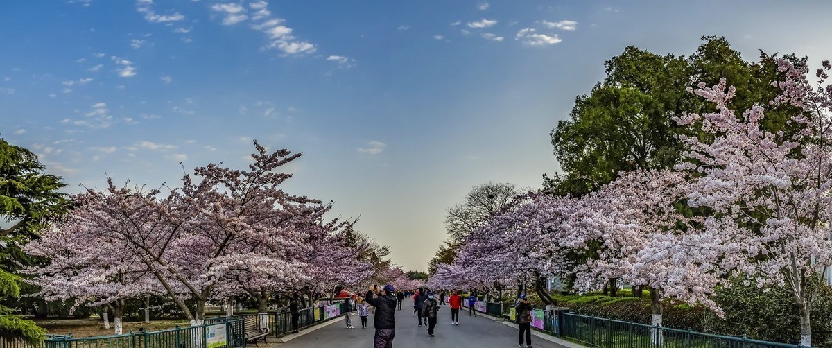 中山公园樱花