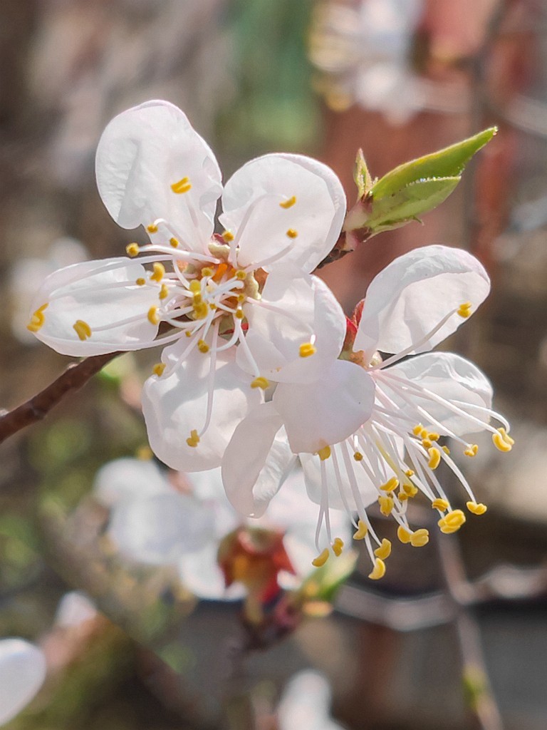 小米11Ultra桃花试机片（续）