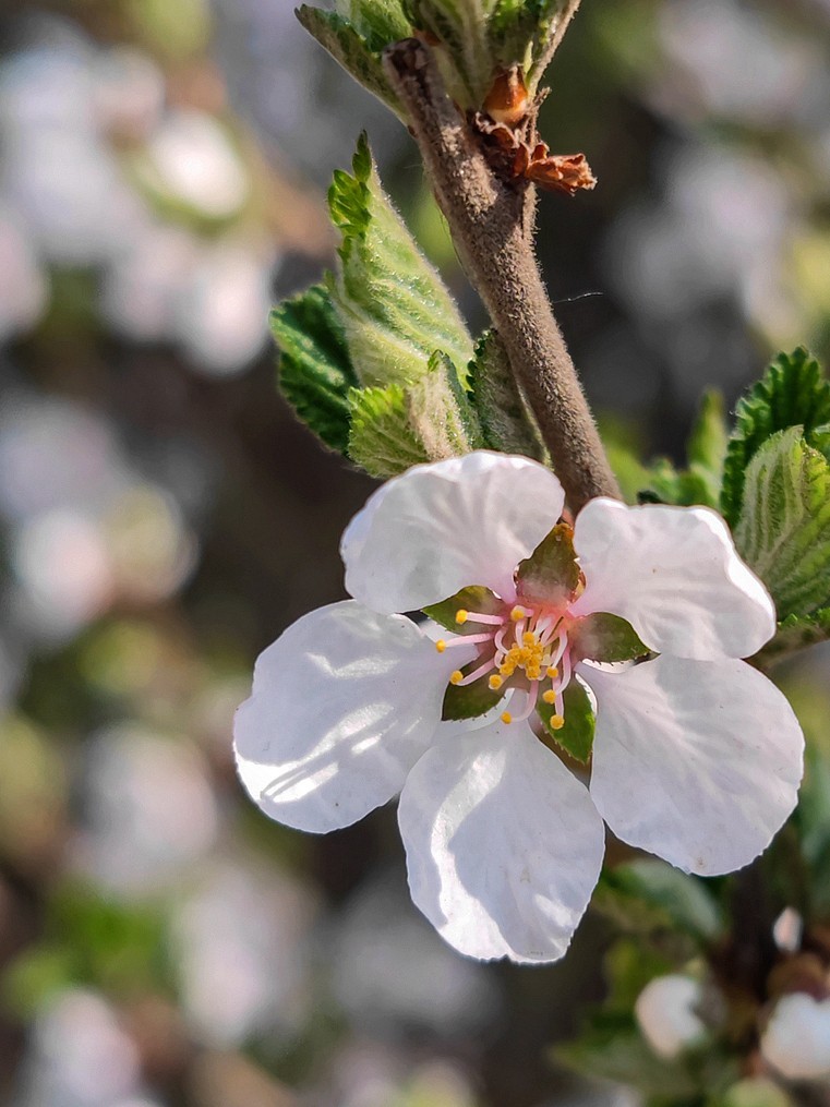 小米11Ultra桃花试机片（续）