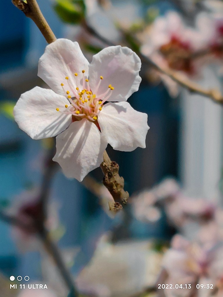 小米11Ultra桃花试机片（续）