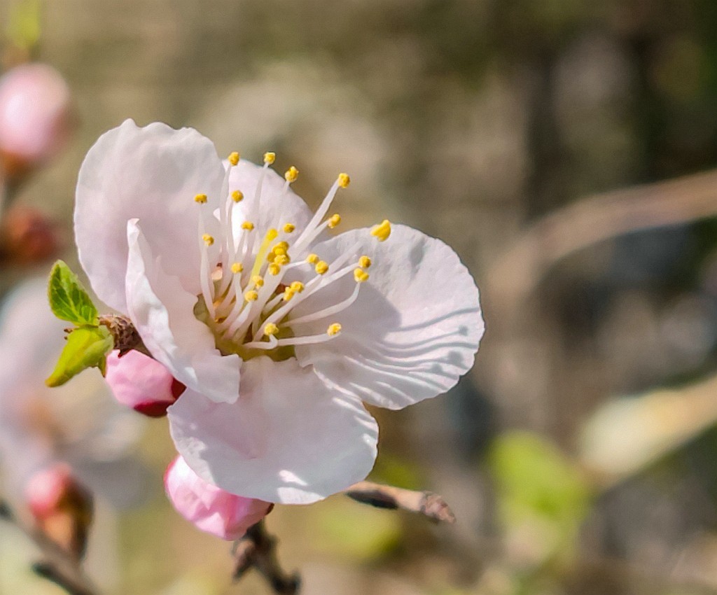 小米11Ultra桃花试机片（续）