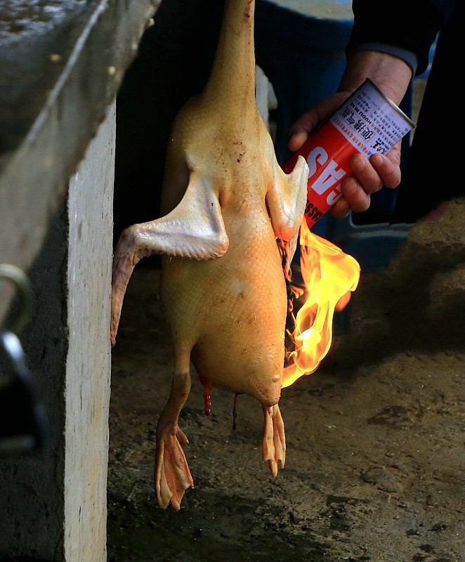 518【不老松：海南游摄纪实】临高县昌拱村小小菜市场!脱毛的鸭子为什么还用火烧？