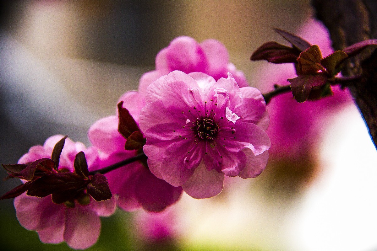 发一组后期制作的花。