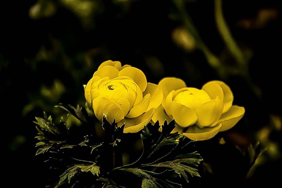 发一组后期制作的花。