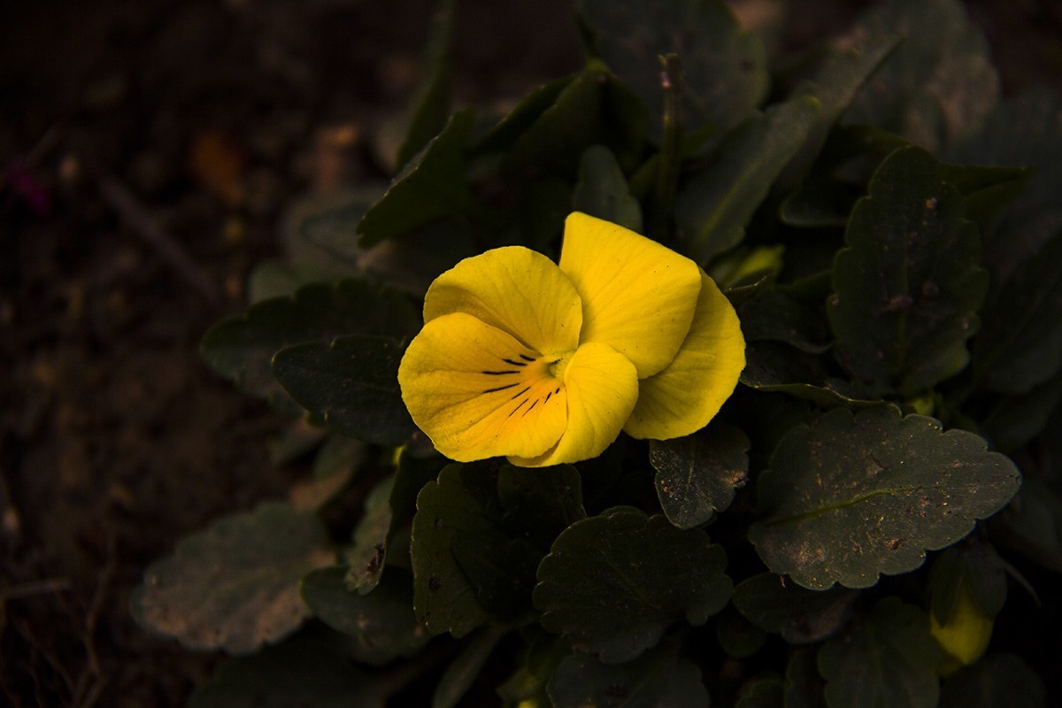 发一组后期制作的花。