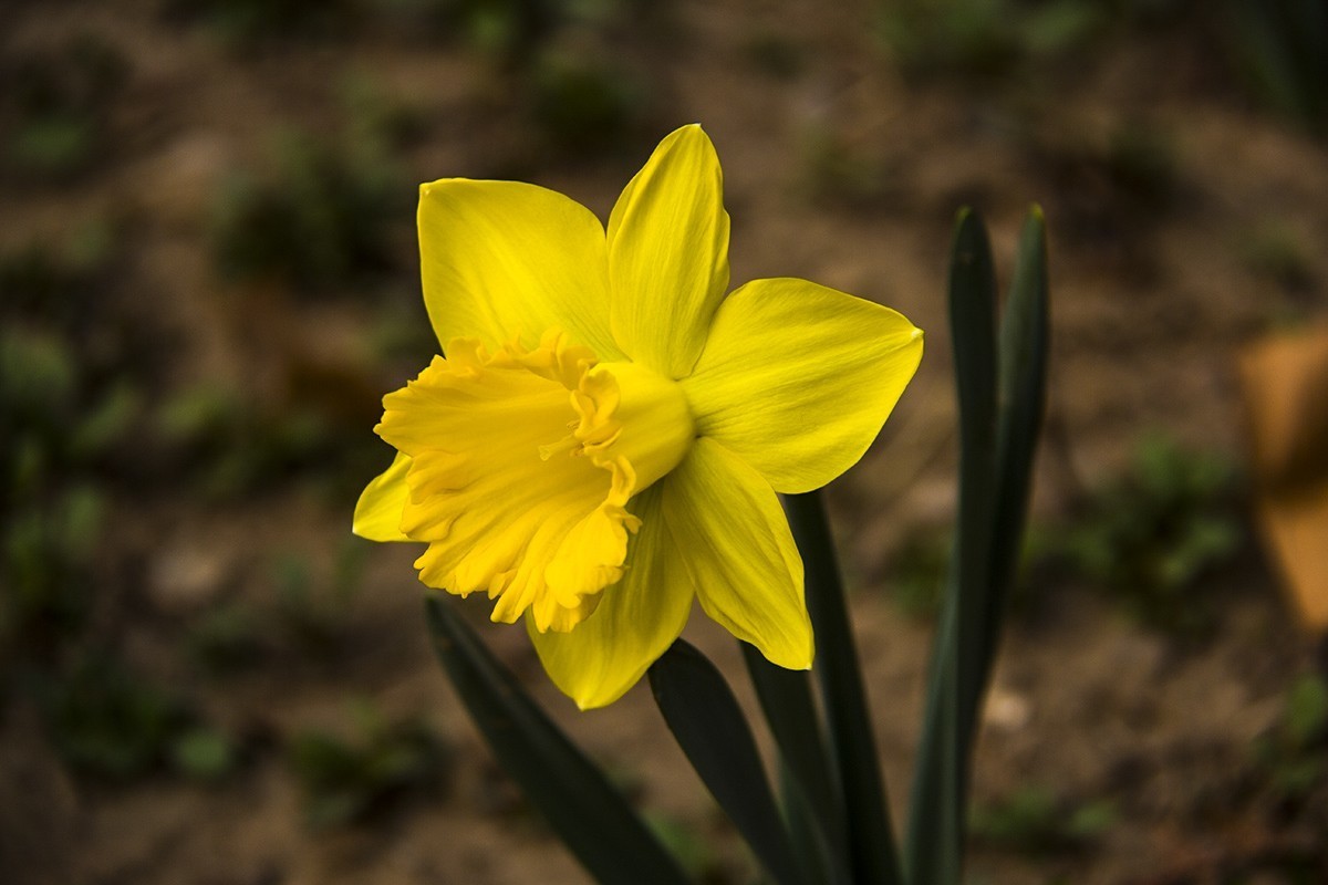 发一组后期制作的花。